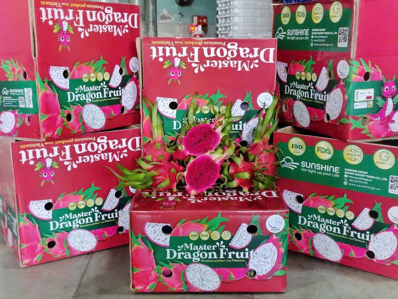 Bạn Trẻ Trâm Sinh Năm 2000 và Hành Trình Xuất Khẩu Thanh Long Từ Bình Thuận Sang Ấn Độ, Thái Lan