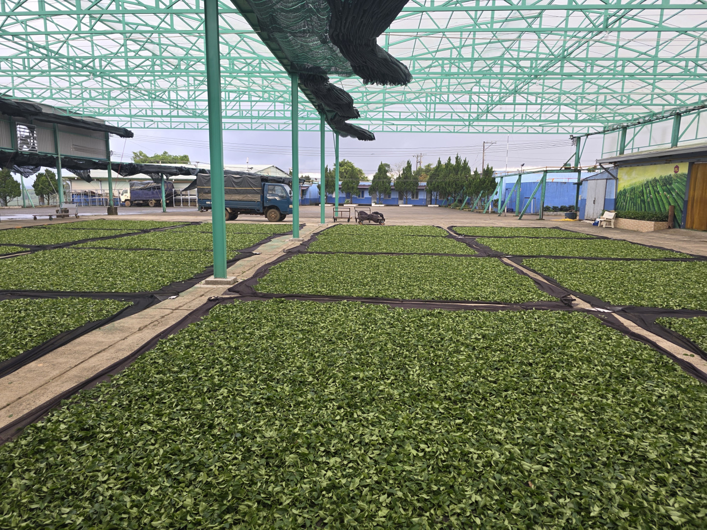 Trà ÔLoong xuất khẩu