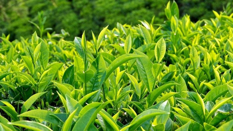 Lieu Dung Cach Dung Luu Y Khi Su Dung Tra Xanh 1 800x450