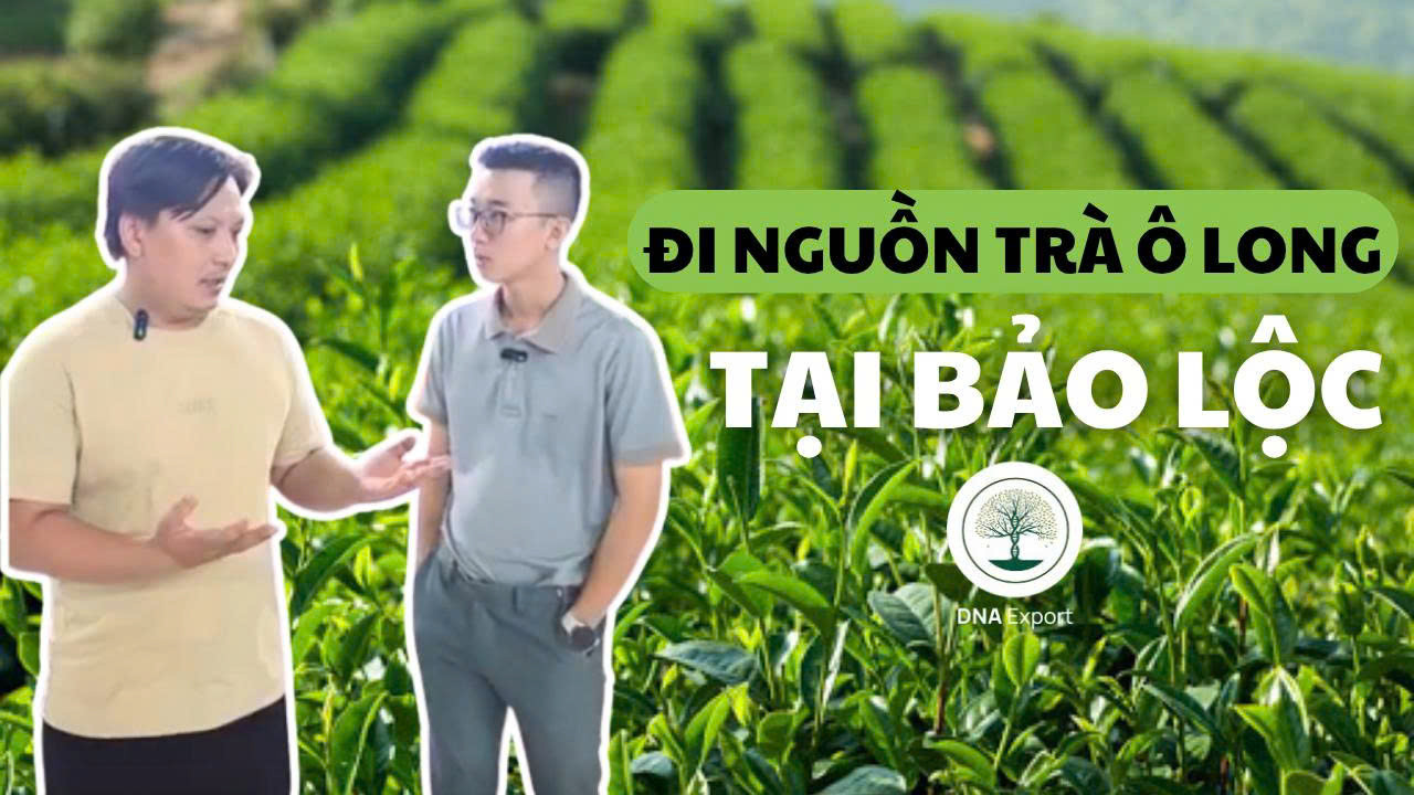 ĐI NGUỒN THỰC TẾ TRÀ TẠI BẢO LỘC