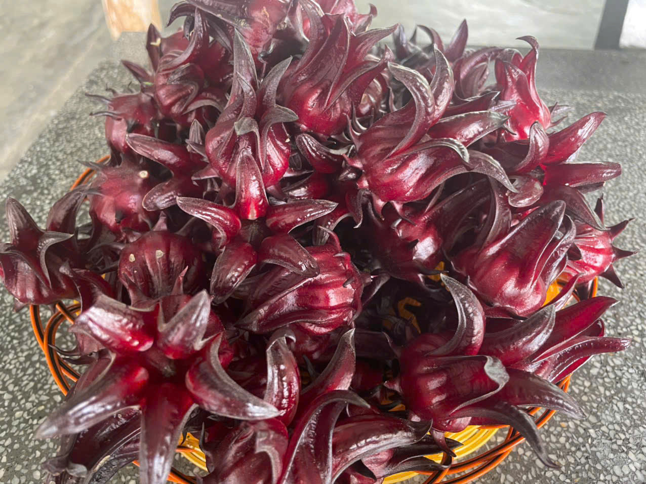 XUẤT KHẨU ATISO ĐỎ