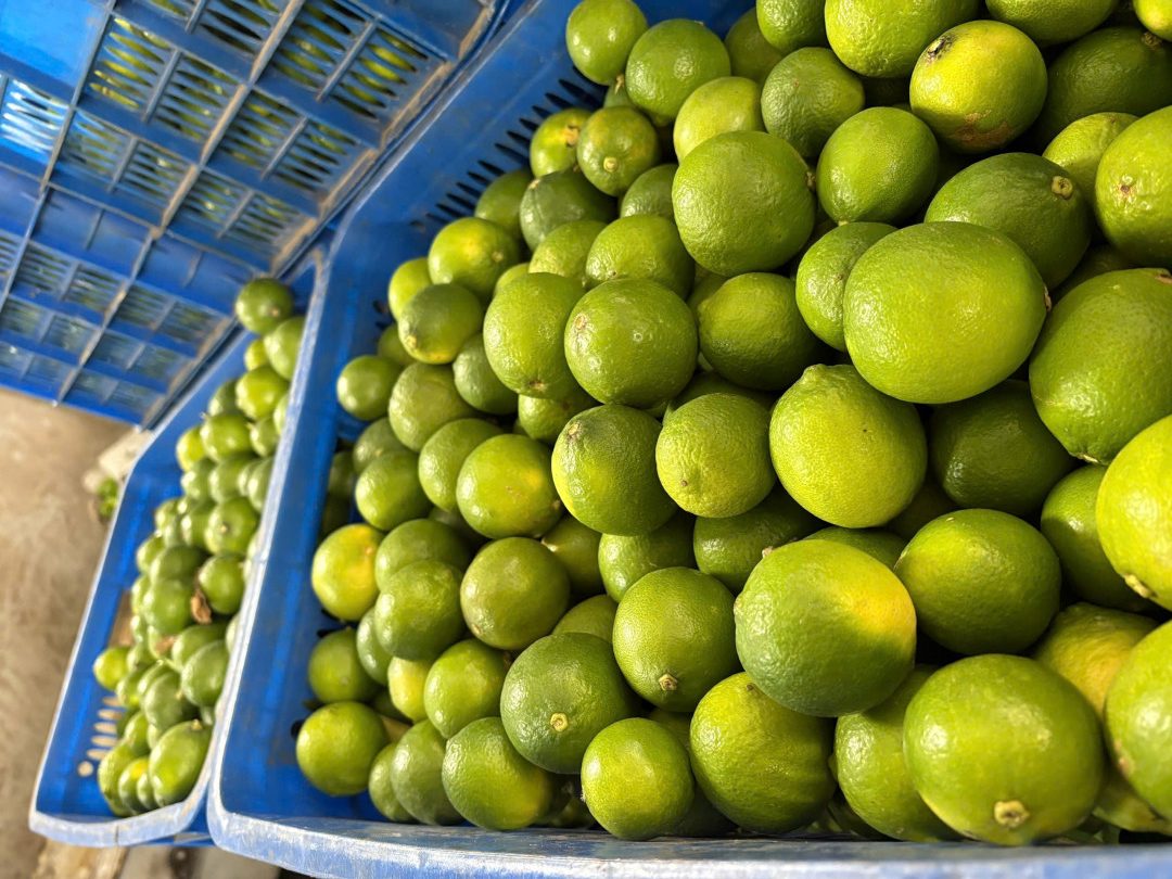 TIỀM NĂNG XUẤT KHẨU CHANH KHÔNG HẠT