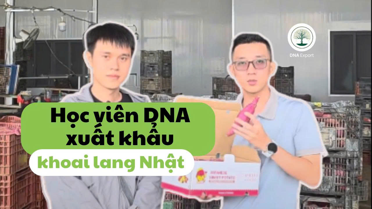 ĐI NGUỒN THỰC TẾ KHOAI LANG NHẬT BẢO LỘC
