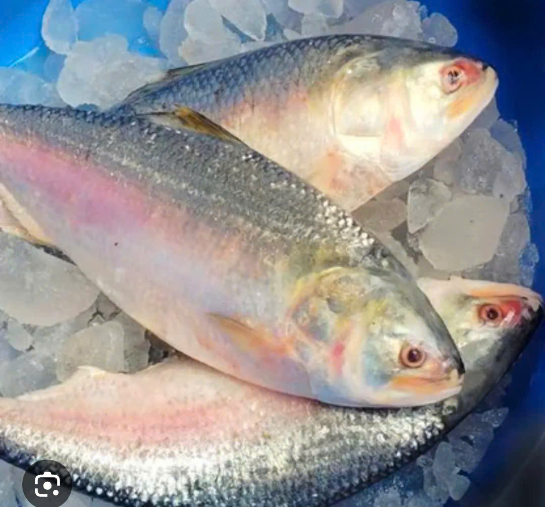 Đơn Hàng Xuất Khẩu Cá Hilsa & Barramundi Đi Bangladesh – Buyer Cần Container 20FT Giao C&F