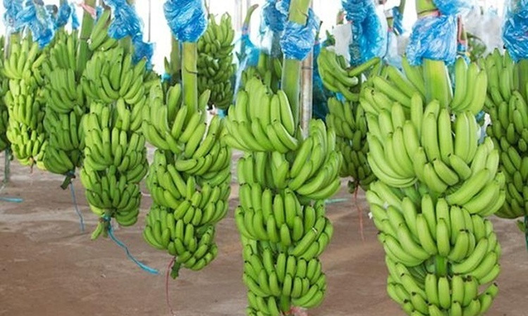 Đơn Hàng Chuối Cavendish Xuất Khẩu Trung Đông – Buyer Tìm Báo Giá EXW Cho Thùng 3kg Và 13kg