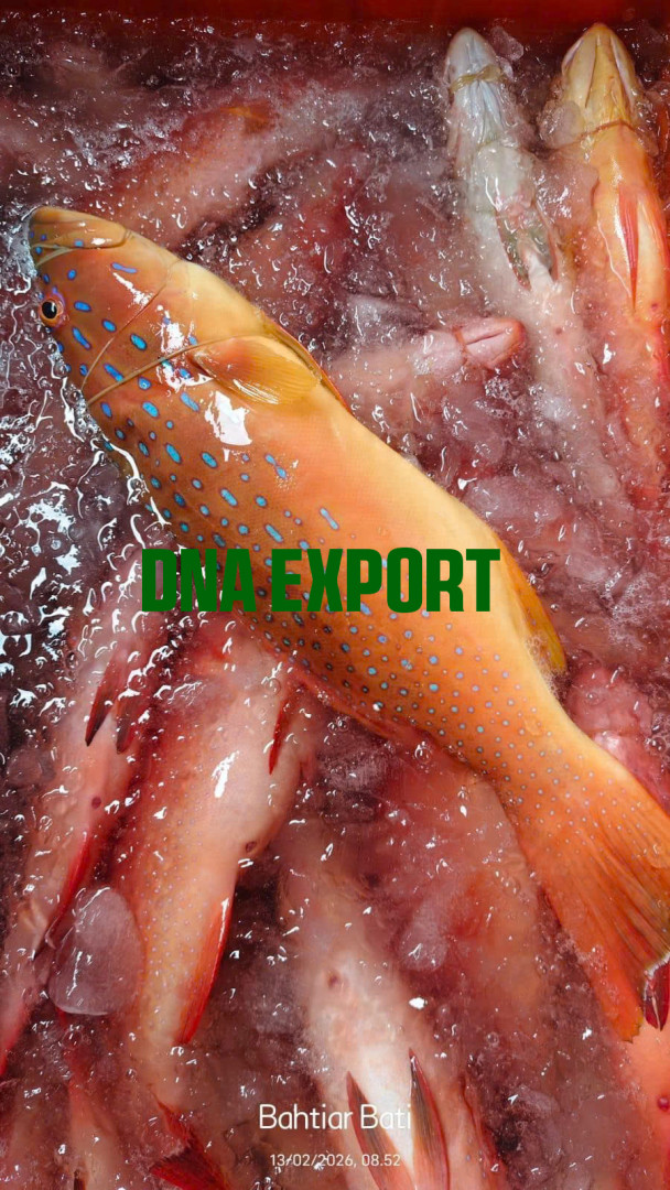 Đơn Hàng Cá Chẽm Đỏ (Coral Trout) Tươi Sống Xuất Khẩu Đi Singapore – Buyer Cần 150–300kg/Shipment