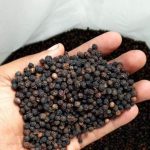 KHÁCH HÀNG CÓ NHU CẦU MUA Hồ Tiêu Đen 550GL