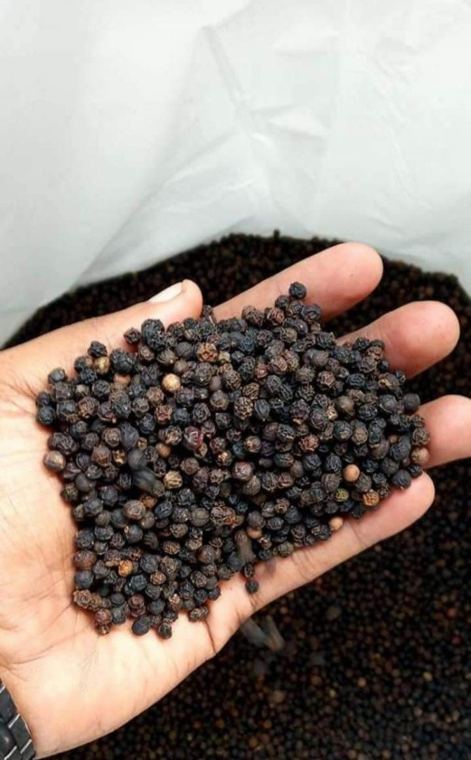 Đơn Hàng Nhập Khẩu Hồ Tiêu Đen 550GL Từ Ấn Độ Giao Jebel Ali Và Khorfakkan