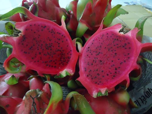 BUYER ẤN ĐỘ TÌM NHÀ CUNG CẤP TRÁI CÂY TƯƠI XUẤT KHẨU SANG MALDIVES