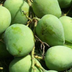 KHÁCH MUA XOÀI TƯƠI