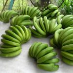 KHÁCH MUA CHUỐI GIÀ NAM MỸ