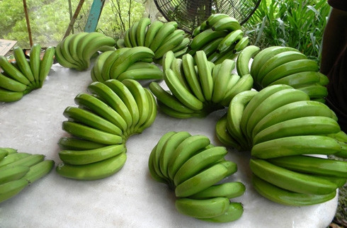 Đơn Hàng Nhập Khẩu Chuối Già Nam Mỹ (Cavendish Banana) Sang Bahrain – 01 Container 40ft Mỗi Tuần