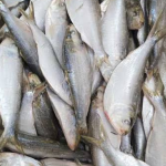 KHÁCH HÀNG MUA CÁ ĐÔNG LẠNH