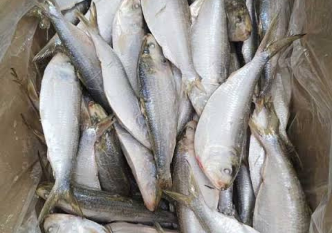 BUYER PHÁP TÌM NHÀ CUNG CẤP CÁ ĐÔNG LẠNH