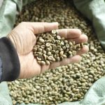 KHÁCH TÌM NHÀ CUNG CẤP HẠT ARABICA VÀ ROBUSTA