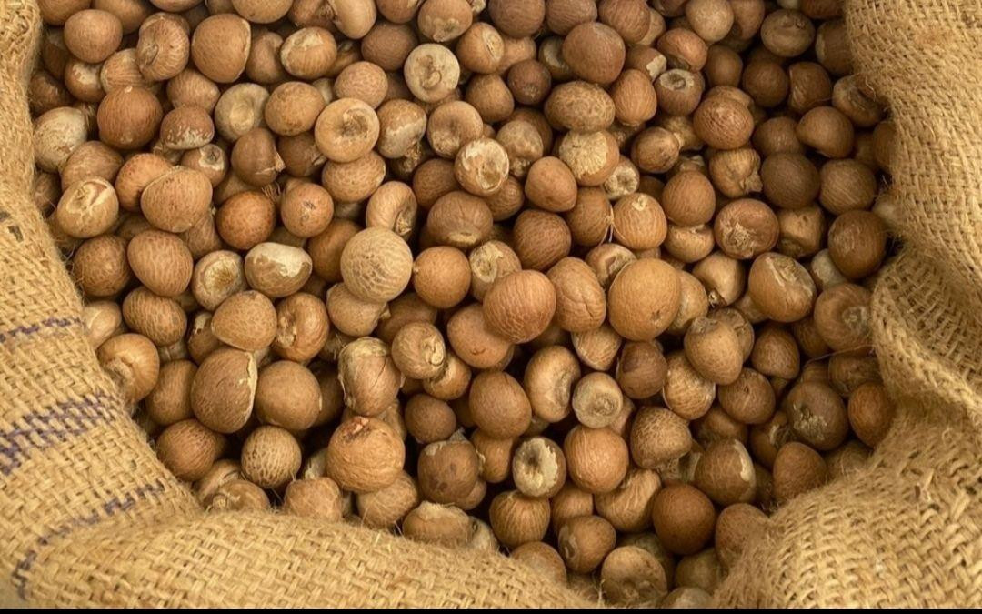 BUYER QUỐC TẾ TÌM NHÀ CUNG CẤP BETEL NUT CÓ SẴN HÀNG