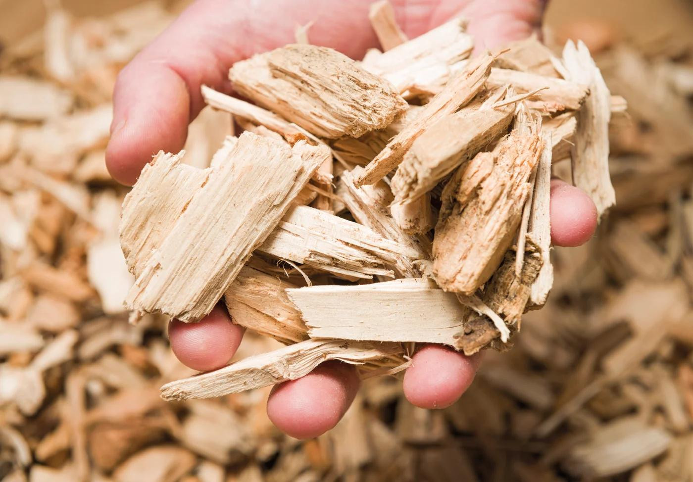 Buyer tìm nhà cung cấp Wood Chips, số lượng 1 container 20 feet