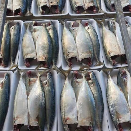 Buyer tìm nhà cung cấp cá hồi, cá ngừ (Salmon, Tuna), số lượng 1 container 20 feet