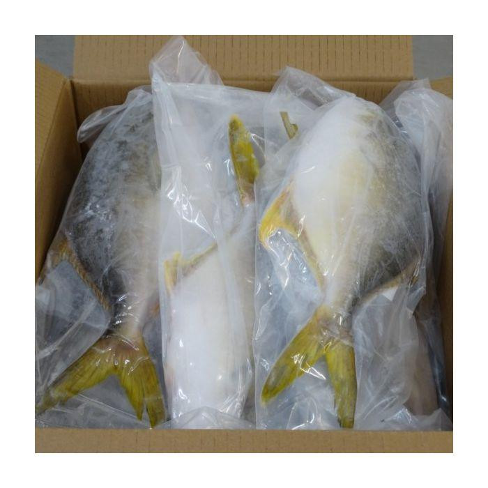 BUYER TÌM NHÀ CUNG CẤP FROZEN FISH SỐ LƯỢNG 1 CONTAINER 20 FEET