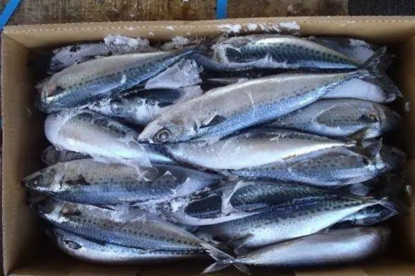 BUYER QUỐC TẾ TÌM NHÀ CUNG CẤP MỰC NANG, CÁ NGỪ VÀ CÁ THU ĐÔNG LẠNH