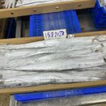 Đơn hàng cá đông lạnh xuất khẩu sang Oman