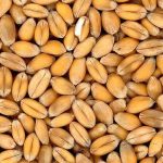 Đơn hàng lúa mì xuất khẩu sang Nhật Bản