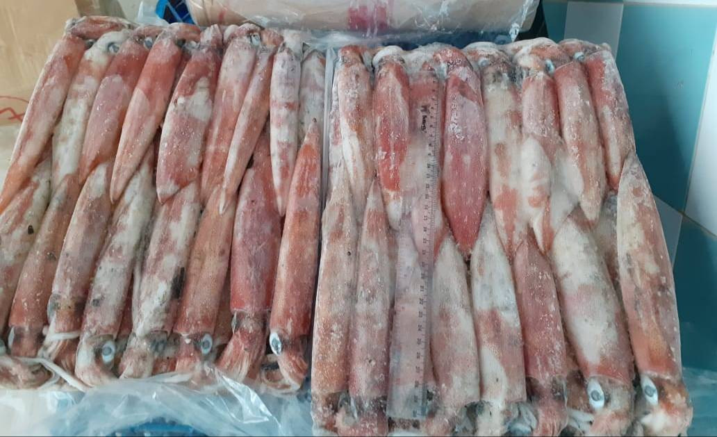 Buyer tìm nhà cung cấp mực đông lạnh (Squid) đóng gói hút chân không, số lượng 1 container 20 feet
