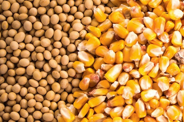 Buyer tìm nhà cung cấp Yellow Corn And Soybean, số lượng 100,000 tấn/tháng trong 1 năm