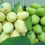 Đơn hàng xoài Alphonso và xoài Kesar xuất khẩu sang New Zealand