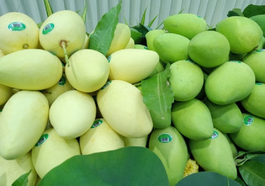 Buyer tìm nhà cung cấp xoài tươi, số lượng 200–500 kg